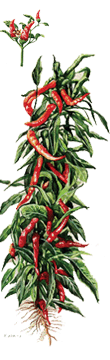 peperoncino