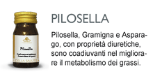 Pilosella