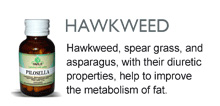 Hawkweed